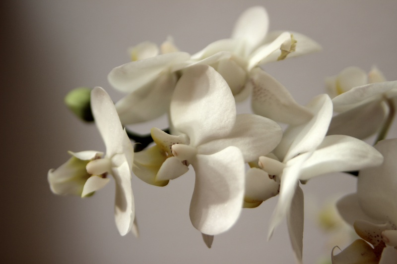 weiße Orchidee