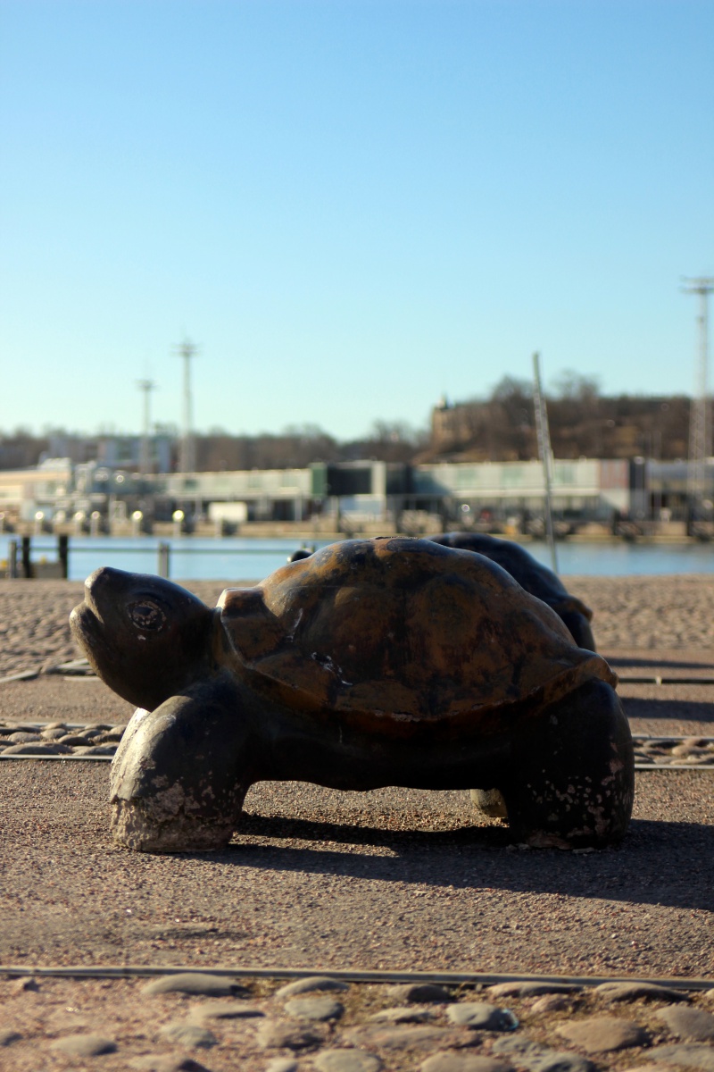 Turtle at the harbor