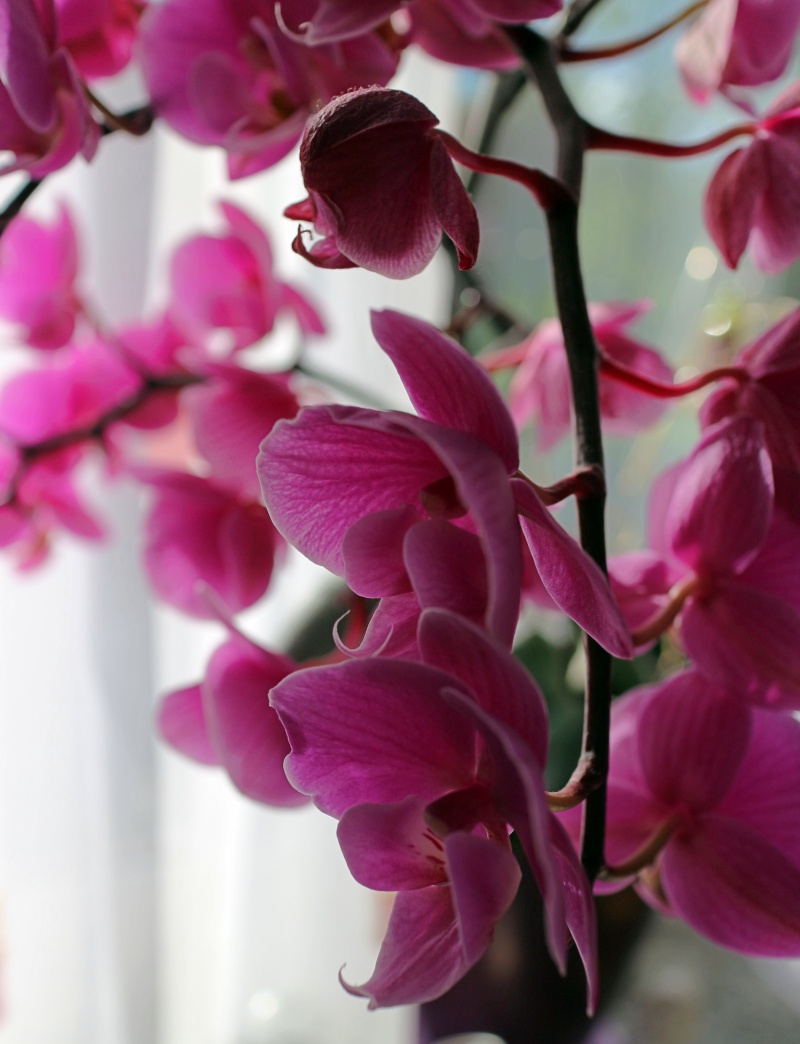 pinkfarbene Orchidee