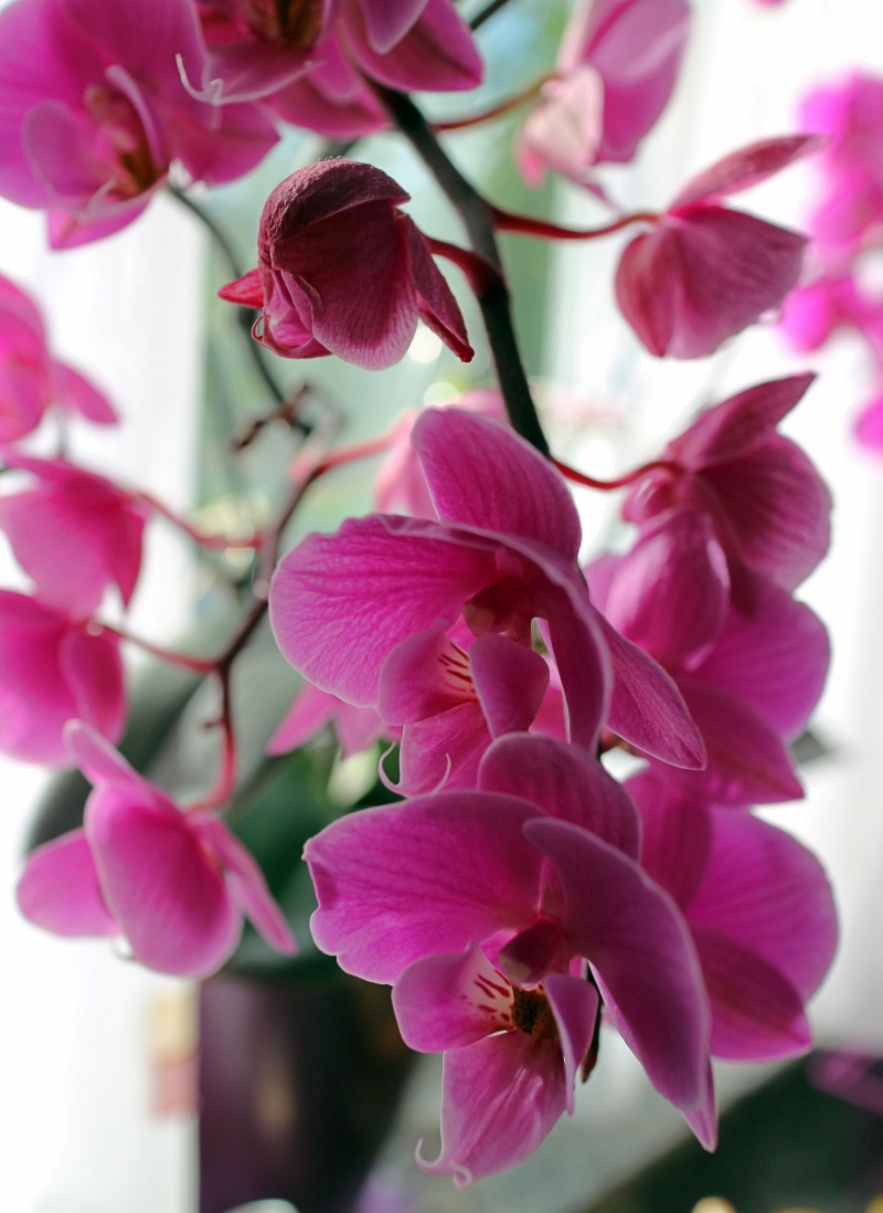pinkfarbene Orchidee