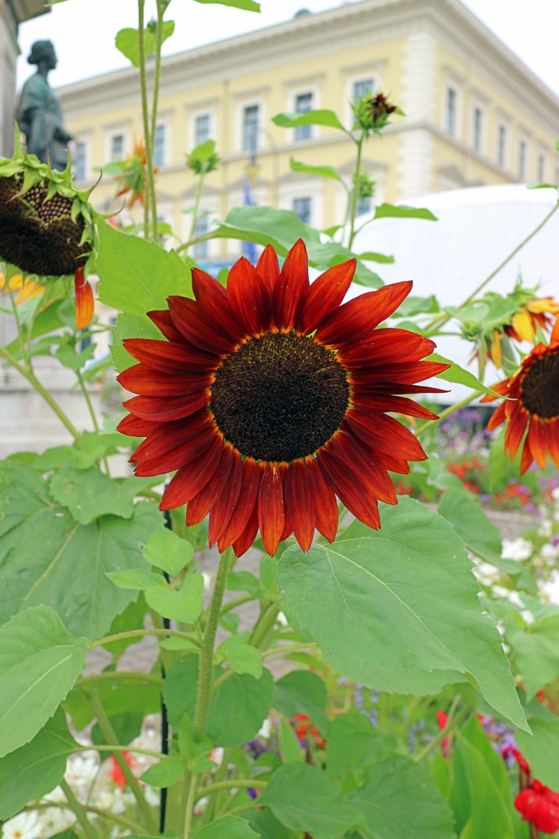 Sonnenblume in München