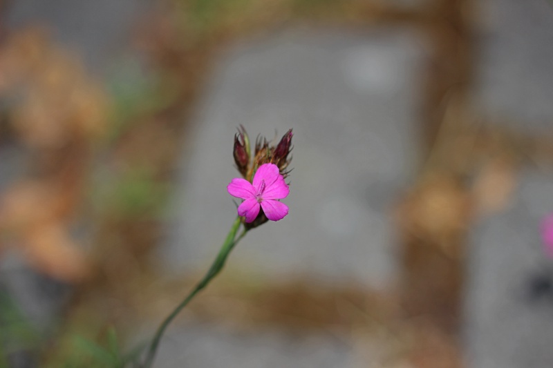 pinkfarbene Blume