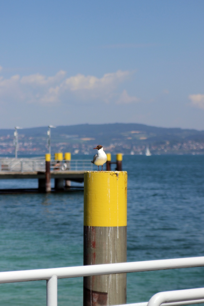 Möwe am Bodensee