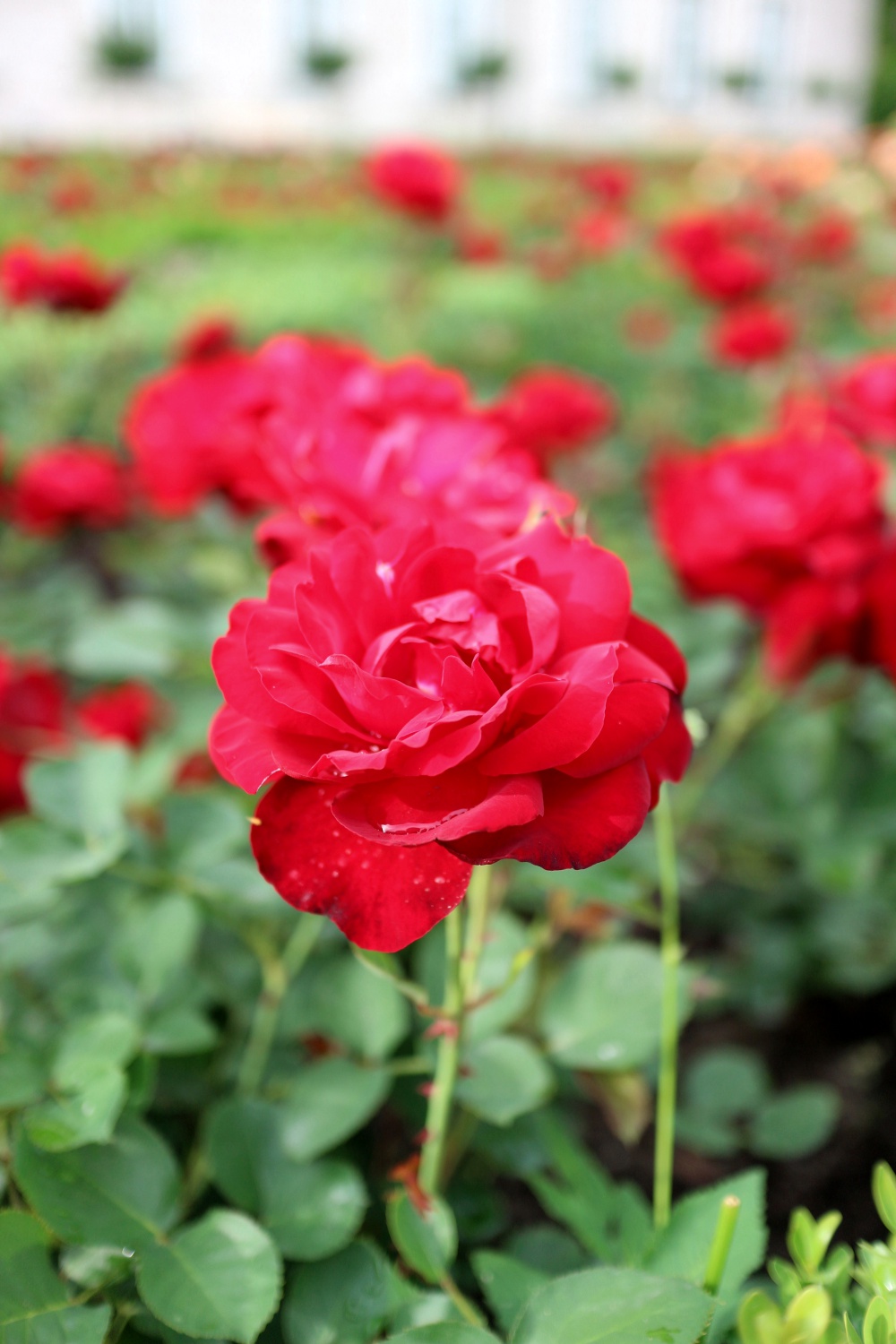 Rosen im Garten von Schloss Mirabell