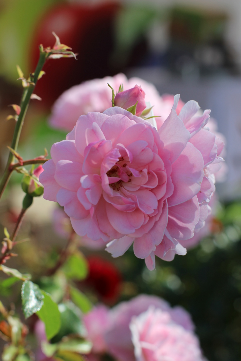 Landesgartenschau W&uuml;rzburg