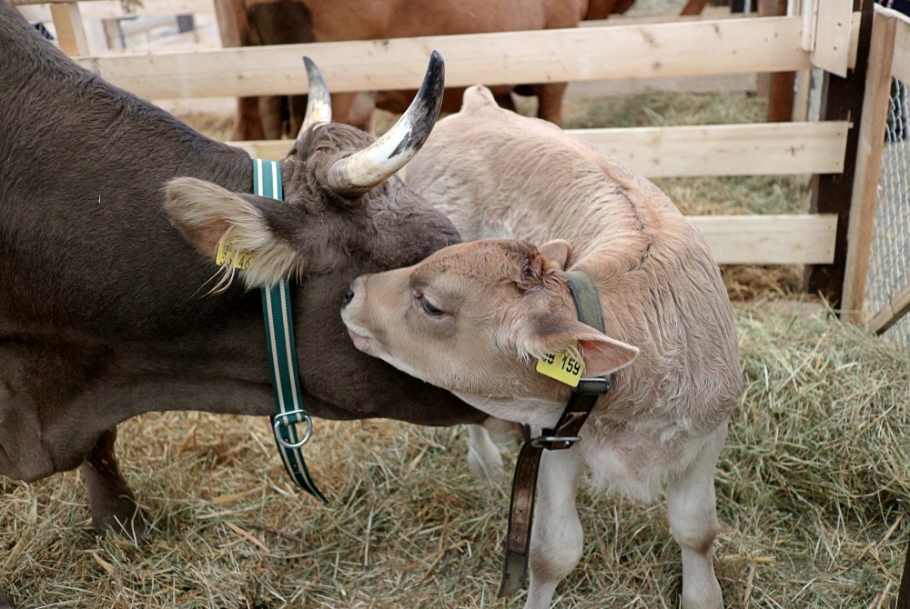 Landwirtschaftliches Hauptfest