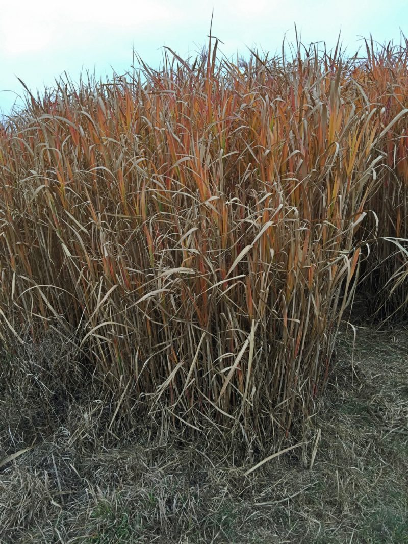 |Alltagstrott| Leselaunen #25 - Brückentag | glimrende