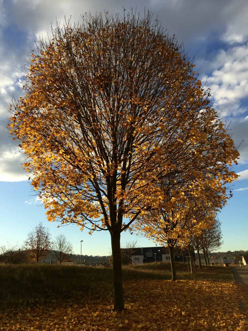 goldener Herbst