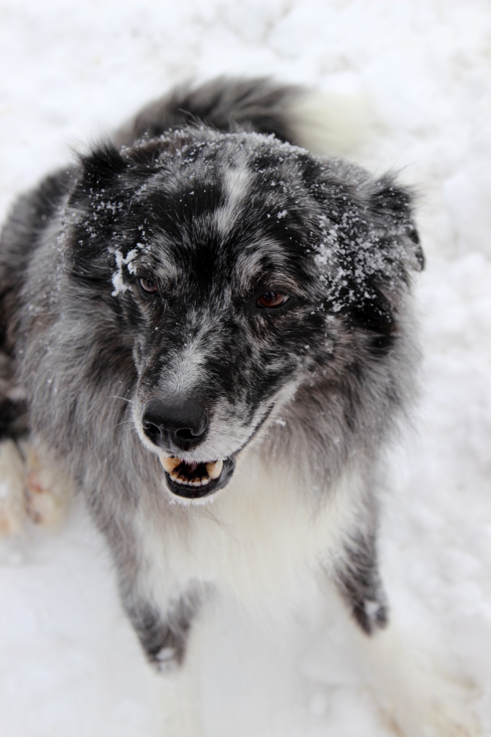 Schneeschuhwandern mit Hund Pauli