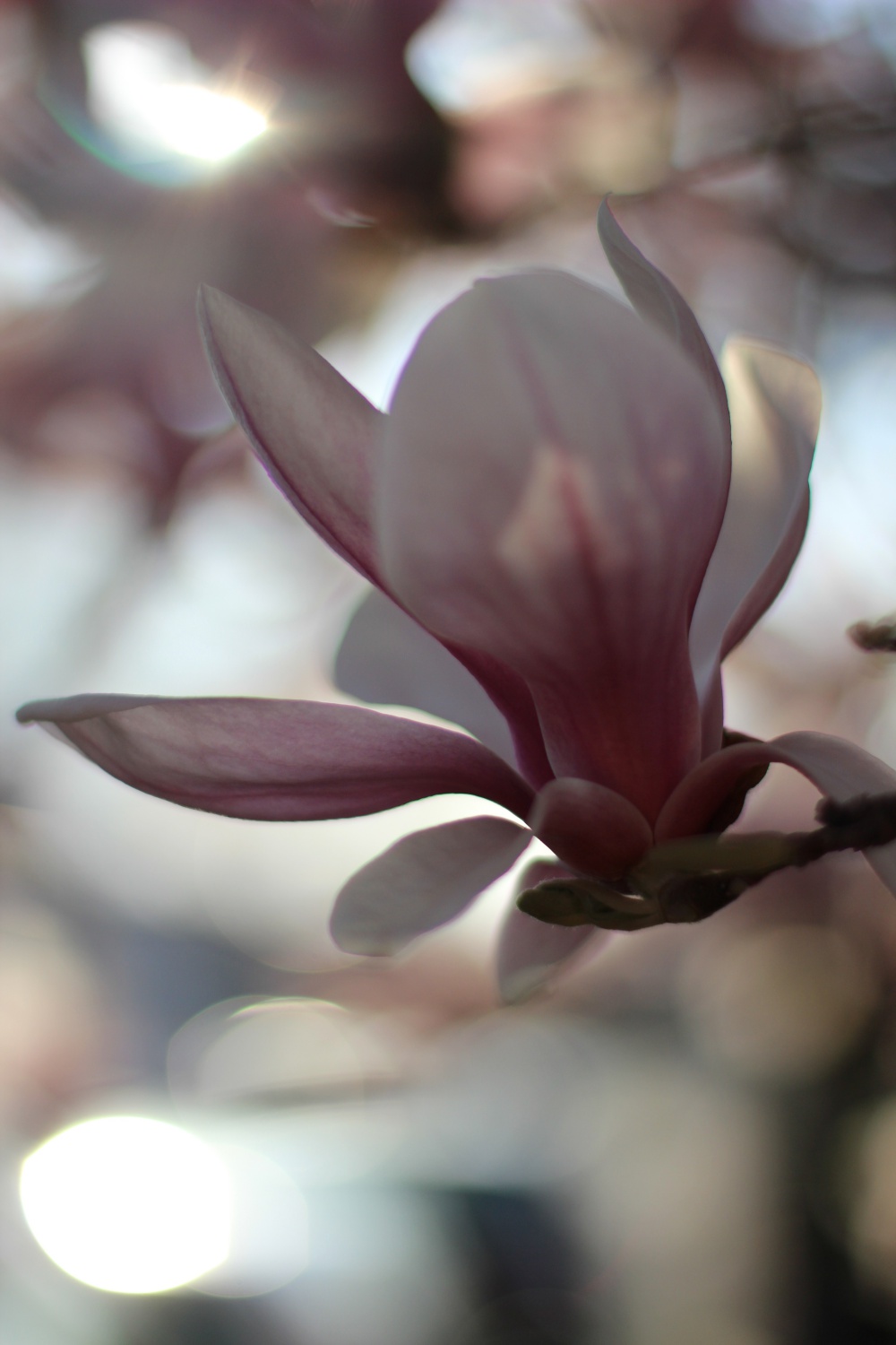 Magnolien