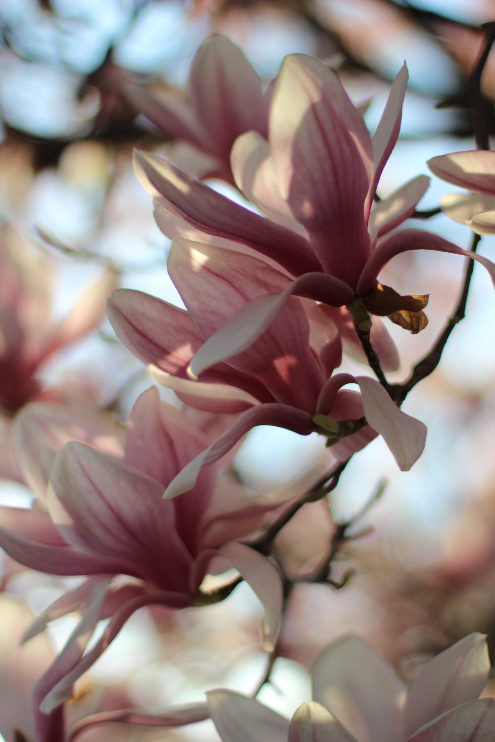 Magnolien