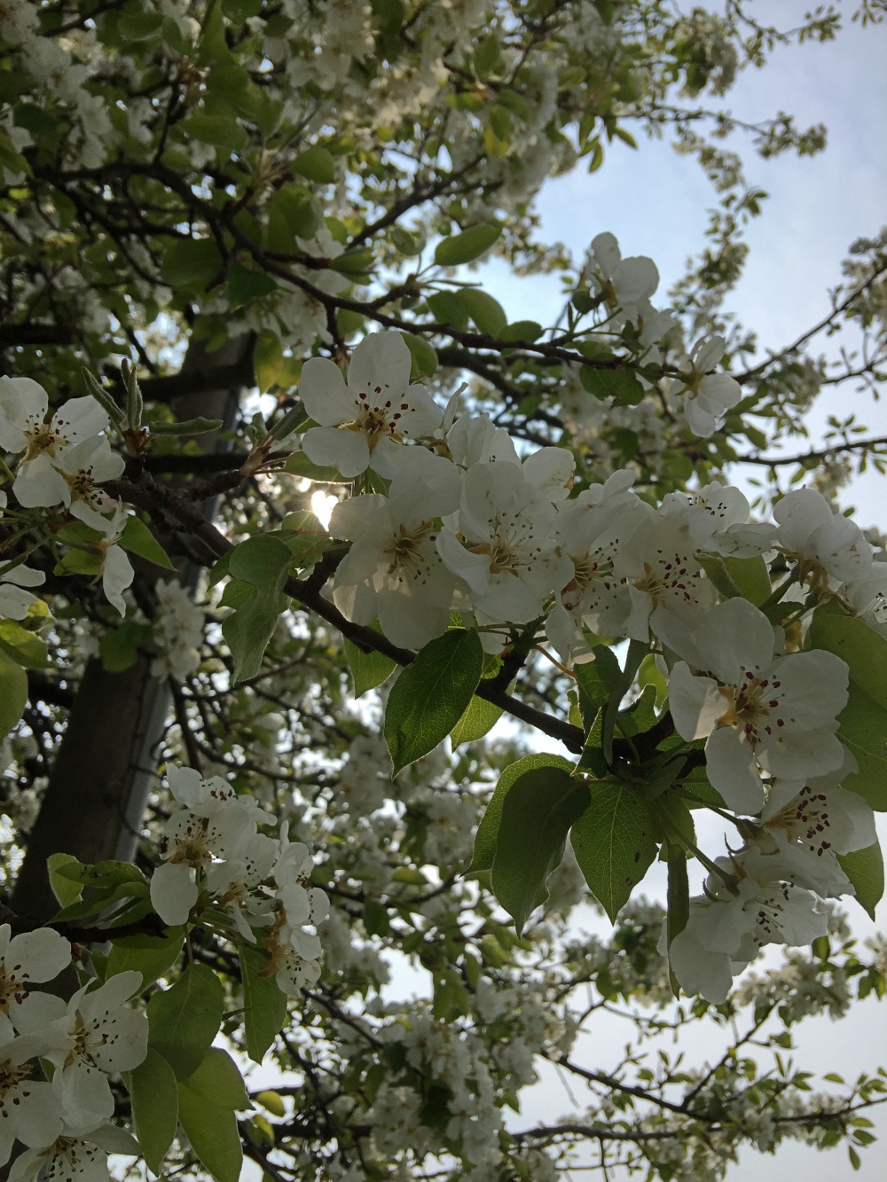 Bl&uuml;tenpracht an der Joggingstrecke