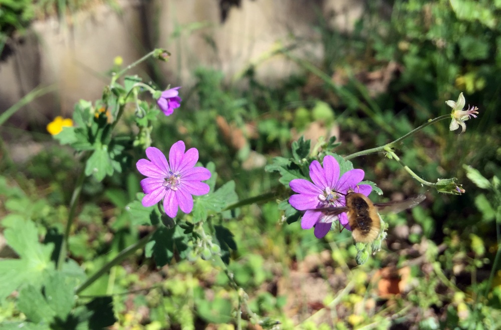 flei&szlig;ige Hummel