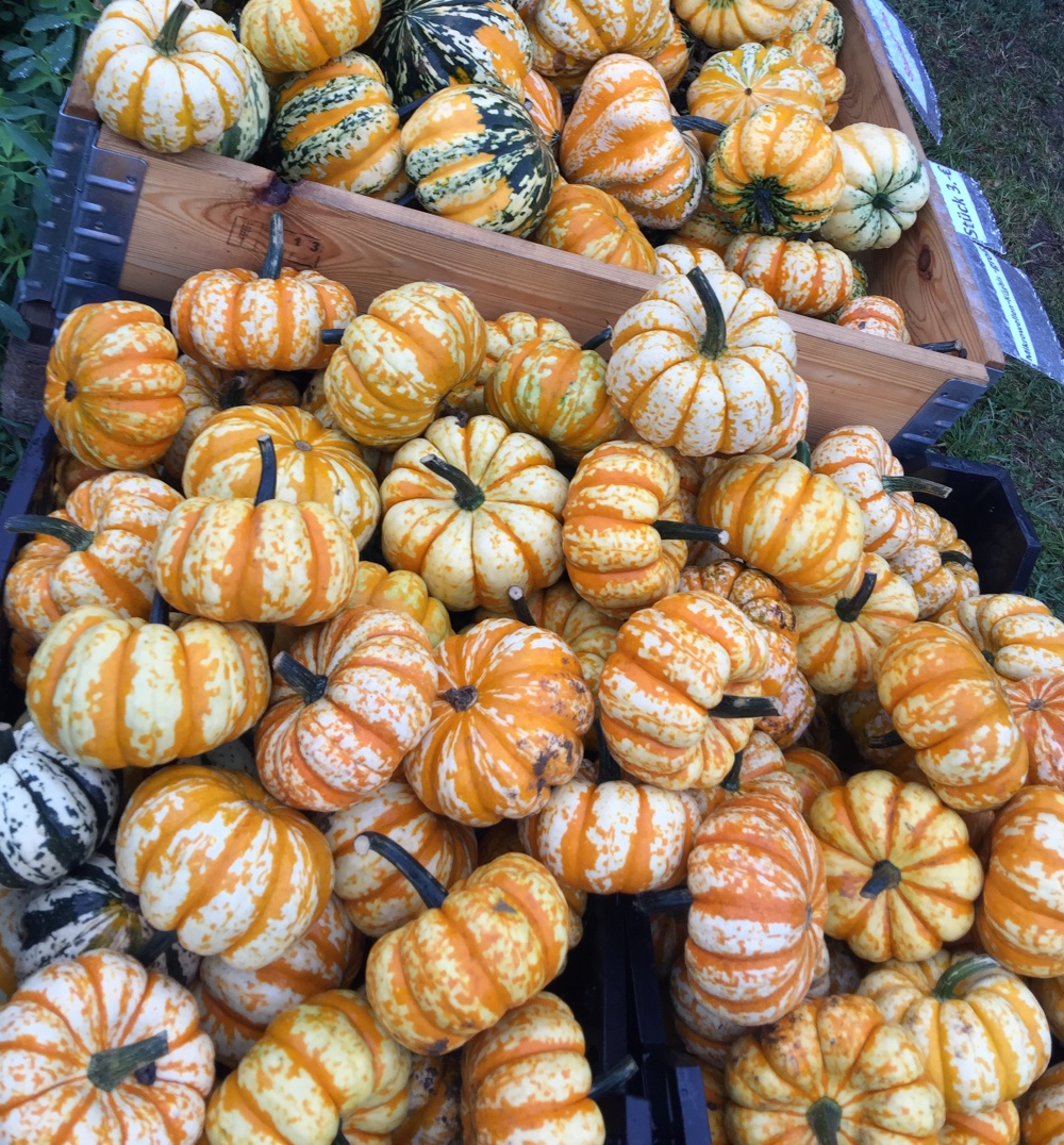 K&uuml;rbis