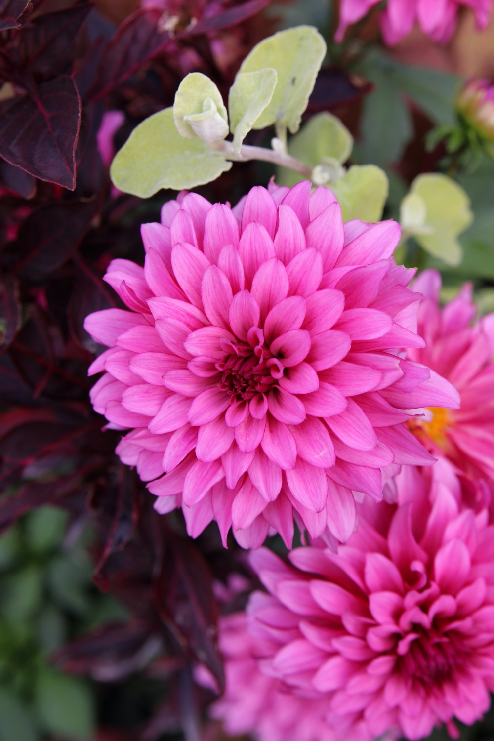 Blumen in pink