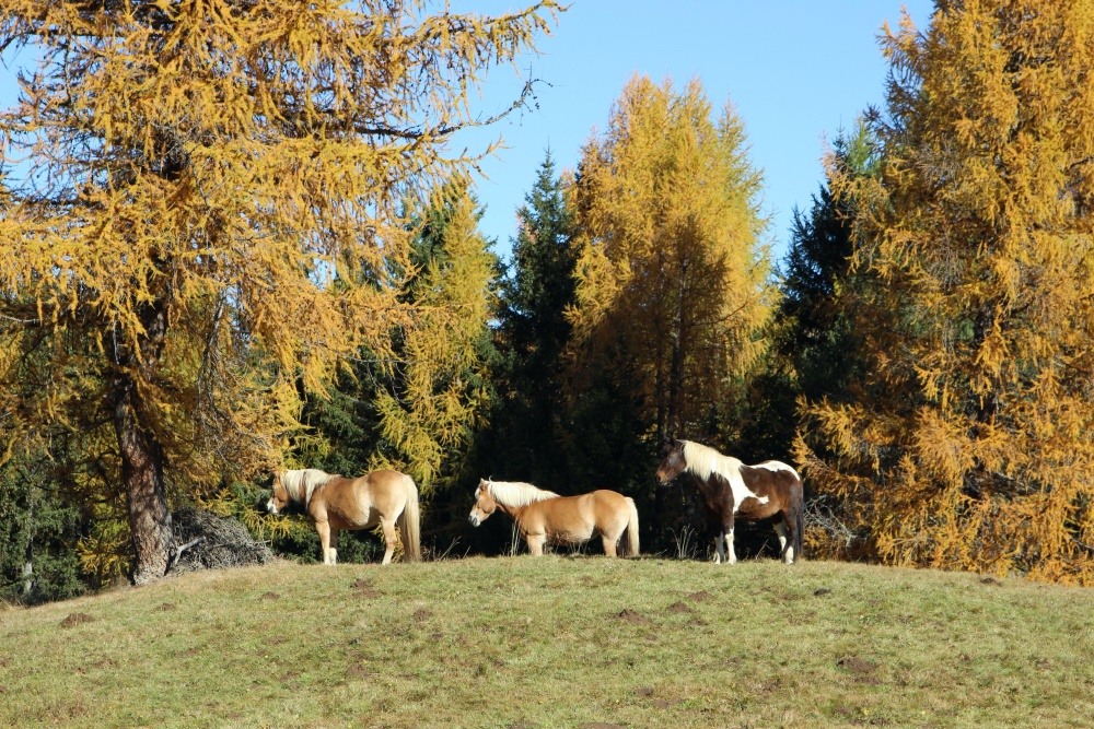Pferde auf der Seiser Alm