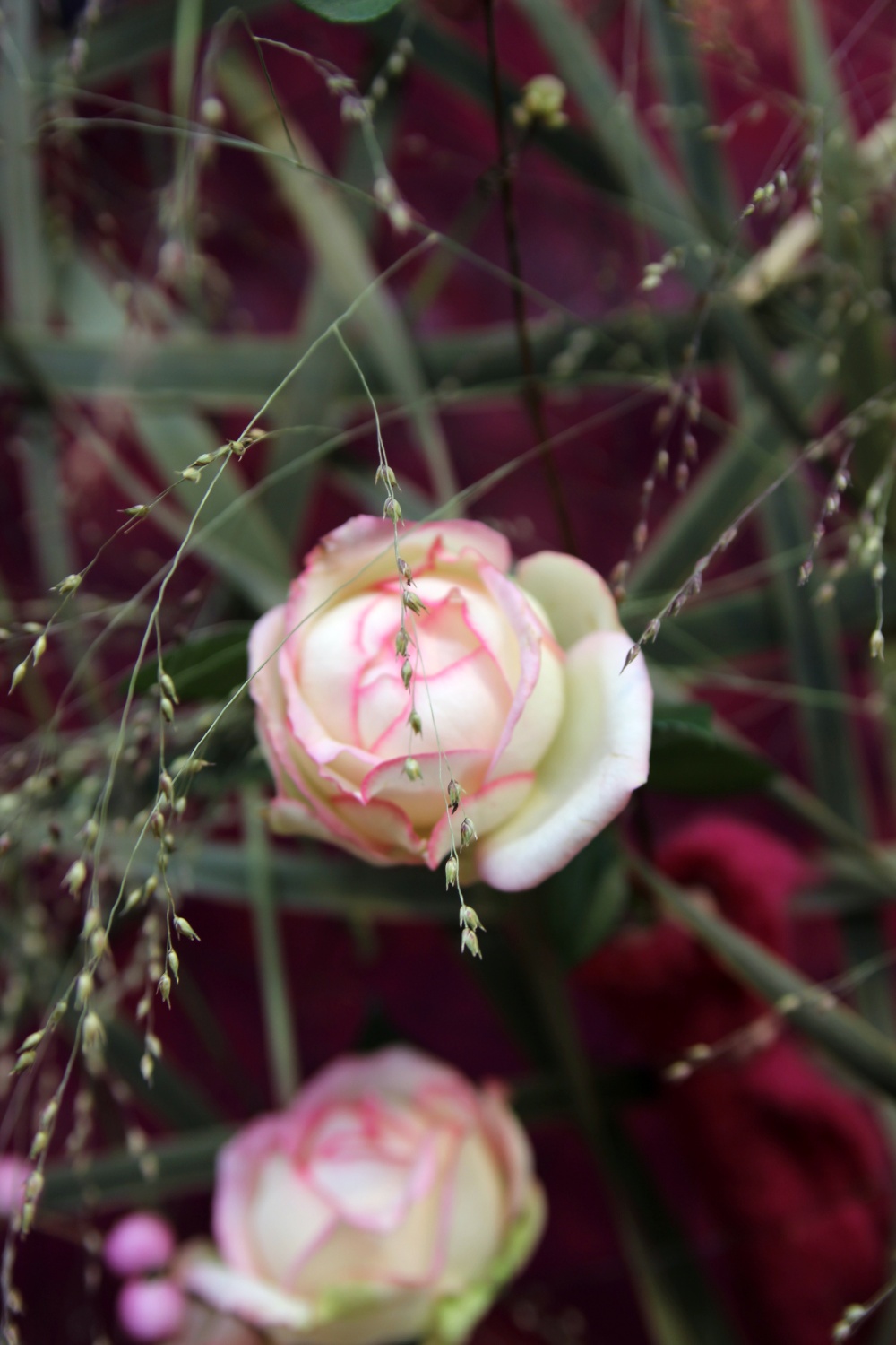 Wei&szlig;e Rosen