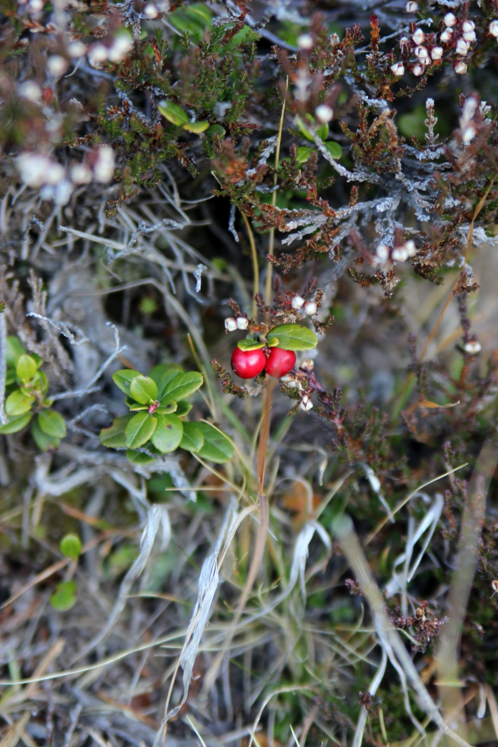 rote Beeren
