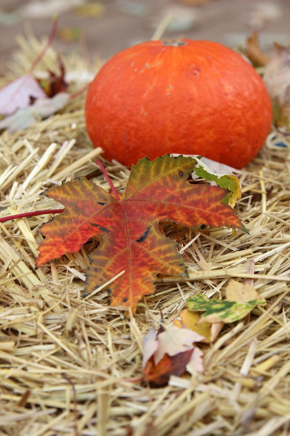 Kürbis Herbststimmung