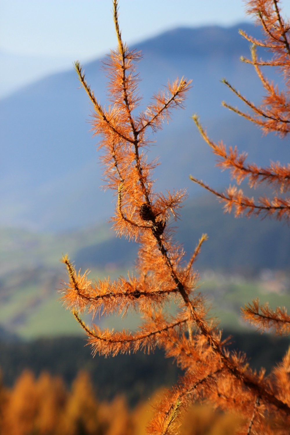 L&auml;rchen im Herbst