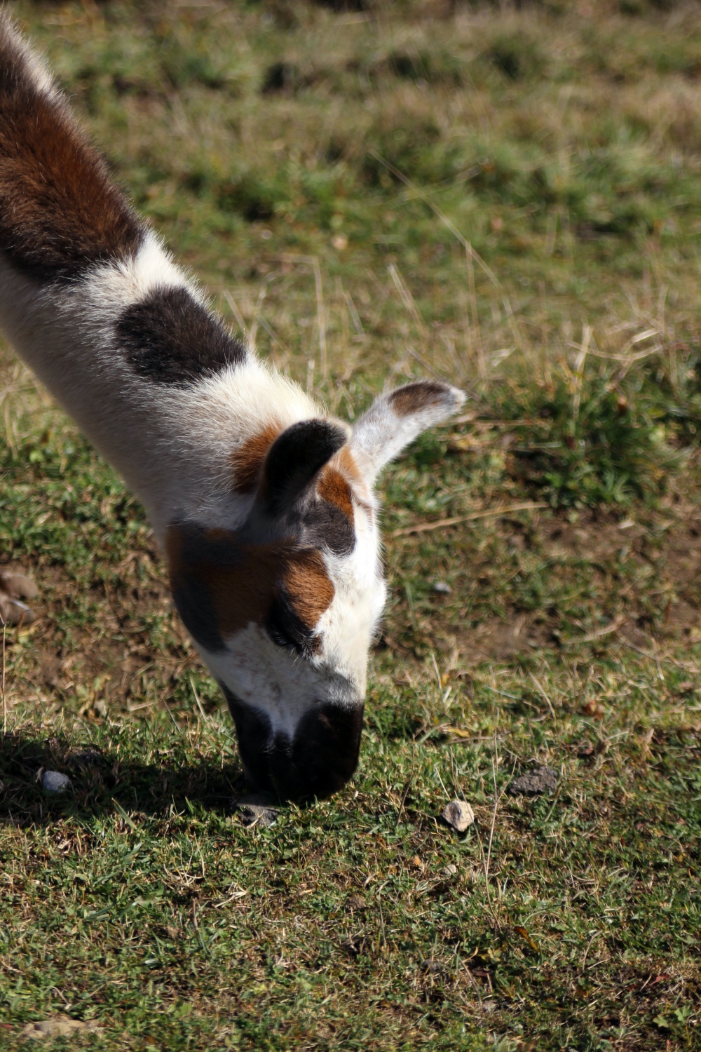 Lama