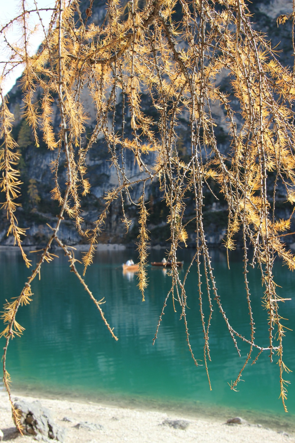 Pragser Wildsee L&auml;rche
