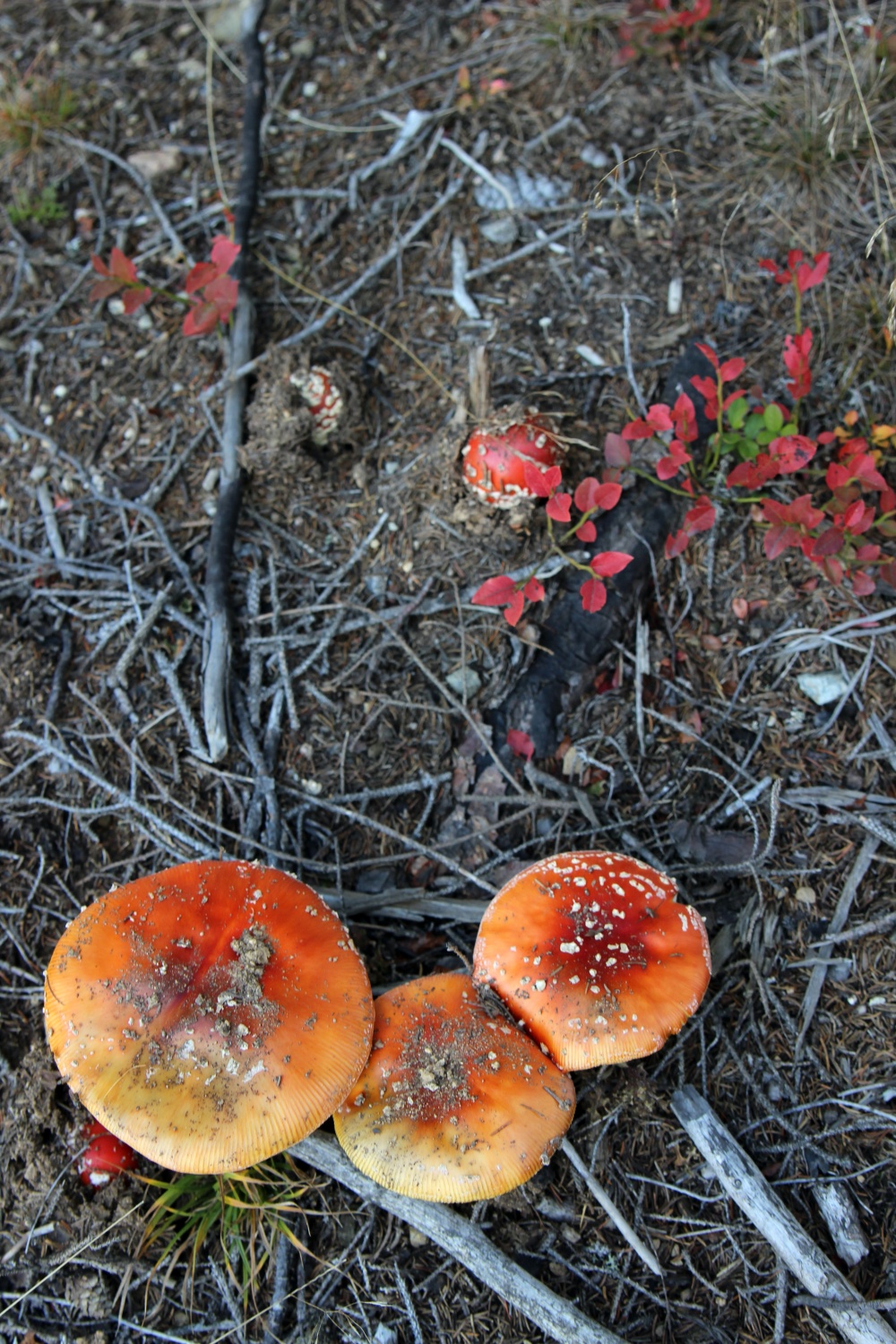 Fliegenpilz