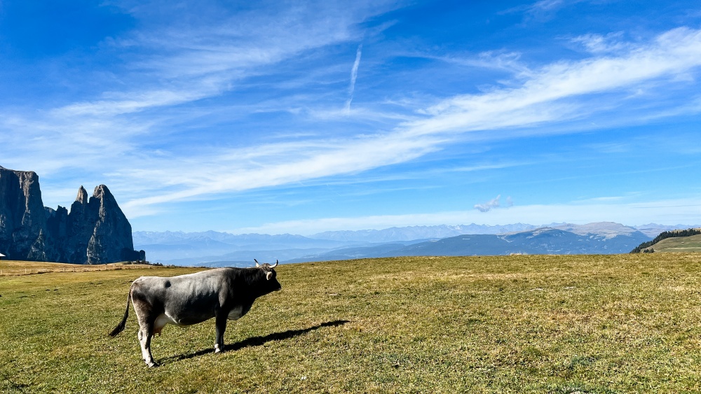 09_Südtirol_Seiser Alm_Panorama Seiser Alm mit Kuh
