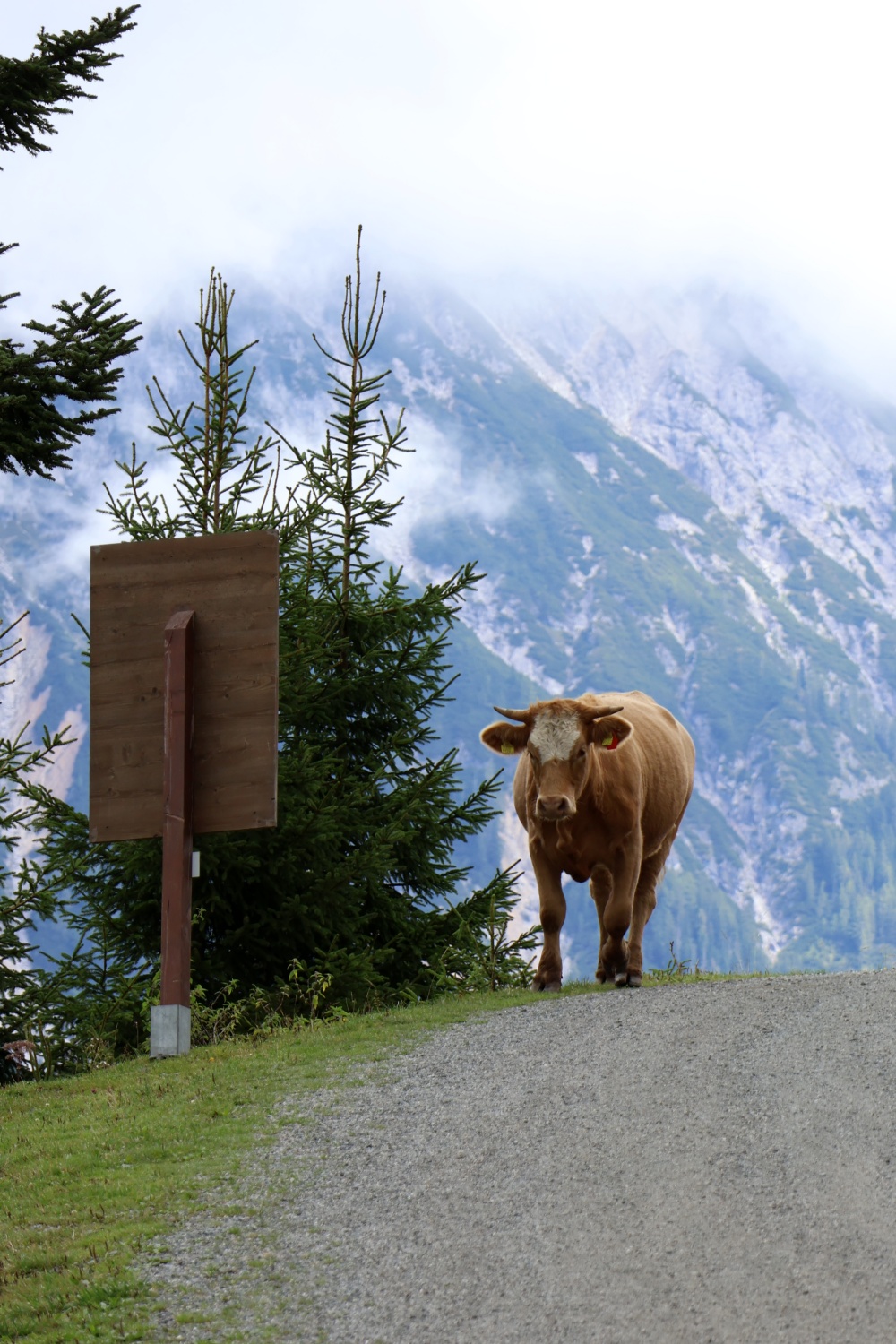 02_Leogang_Asitz_Kuh am Berg