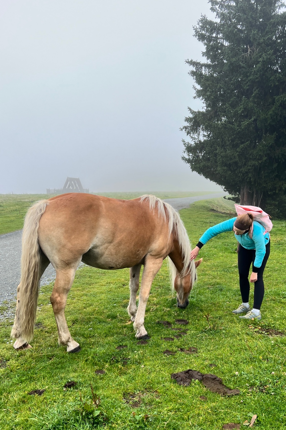 04_Asitz_Pferde auf dem Gipfel_ich und Haflinger