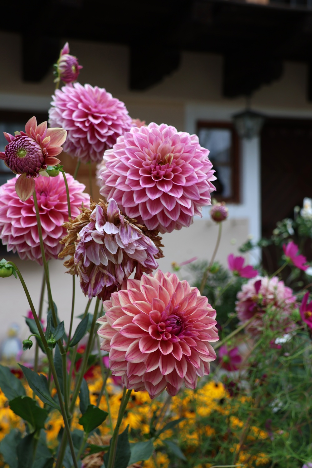 15_Fraueninsel_Blumenpracht_Dahlien