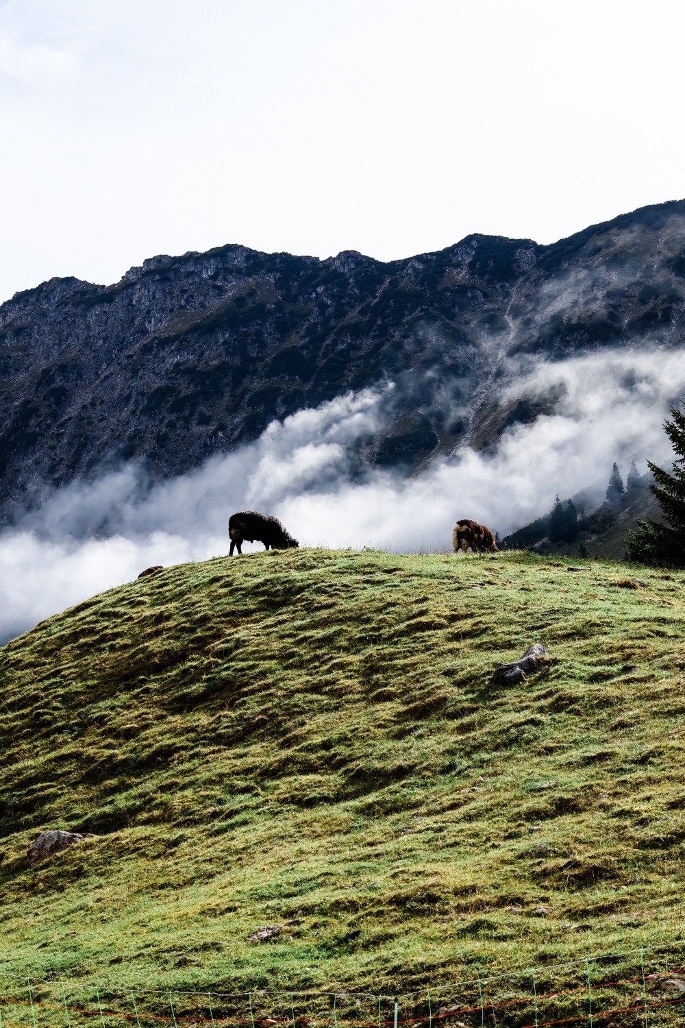 2025_Oberstdorf_Schaf am Berg
