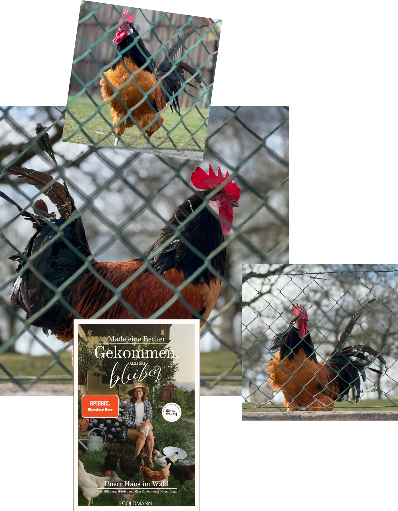 Gekommen um zu bleiben_Madeleine Becker_Rezension