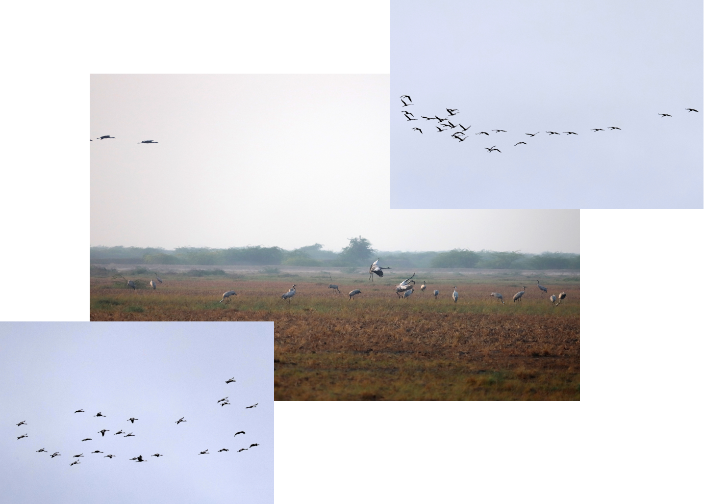 Zugvögel wie wir_Julia Dibbern_Kraniche